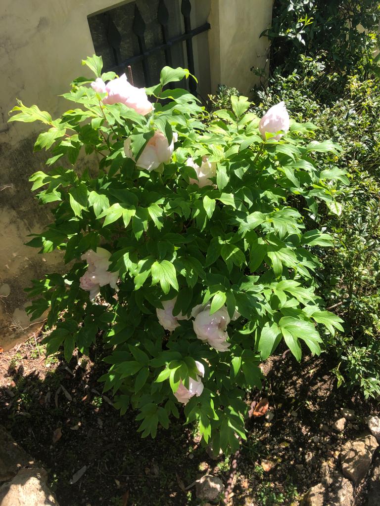 Jardinier paysagiste Le Rouret