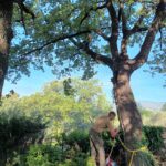elagage mougins chene