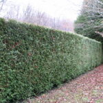 Optimisez l'esthétique de votre jardin à Roquefort-les-Pins grâce à nos services de taille de haies. Nos experts assurent une taille précise pour un extérieur élégant et bien entretenu. Contactez-nous dès maintenant pour profiter d'un jardinage professionnel et d'un résultat impeccable."
